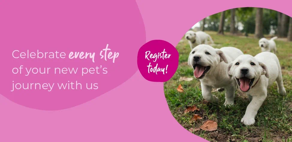 Start of Life for Your Puppy or Kitten