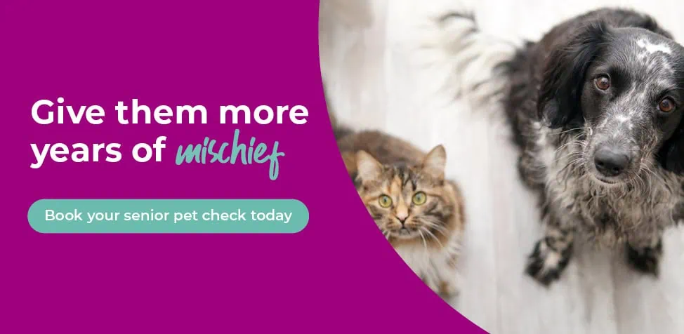 Norwood Vets in Beverley and Kingswood in East Yorkshire