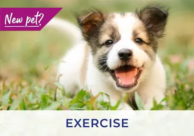 East Yorkshire vets give advice on exercising your puppy and kitten
