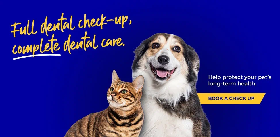 Norwood Vets in Beverley and Kingswood in East Yorkshire