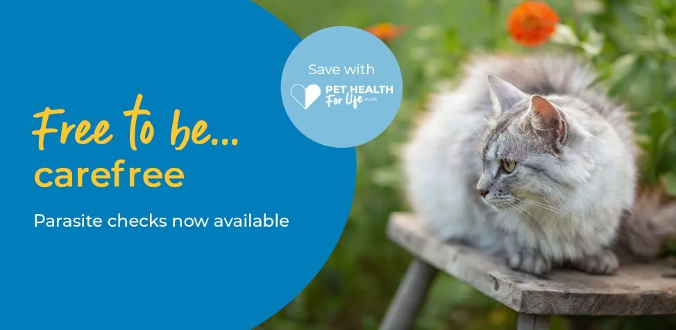 Flea and Worm Treatment