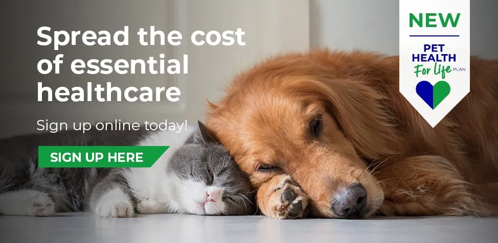 Norwood Vets in Beverley and Kingswood in East Yorkshire