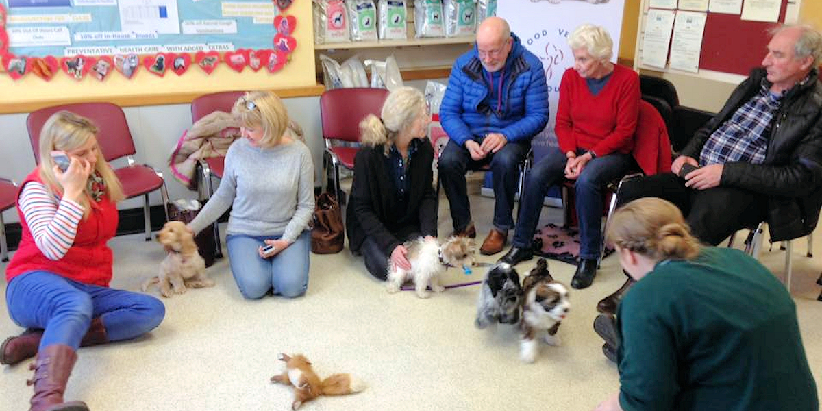 Socialise Your Puppy At Our Puppy Parties
