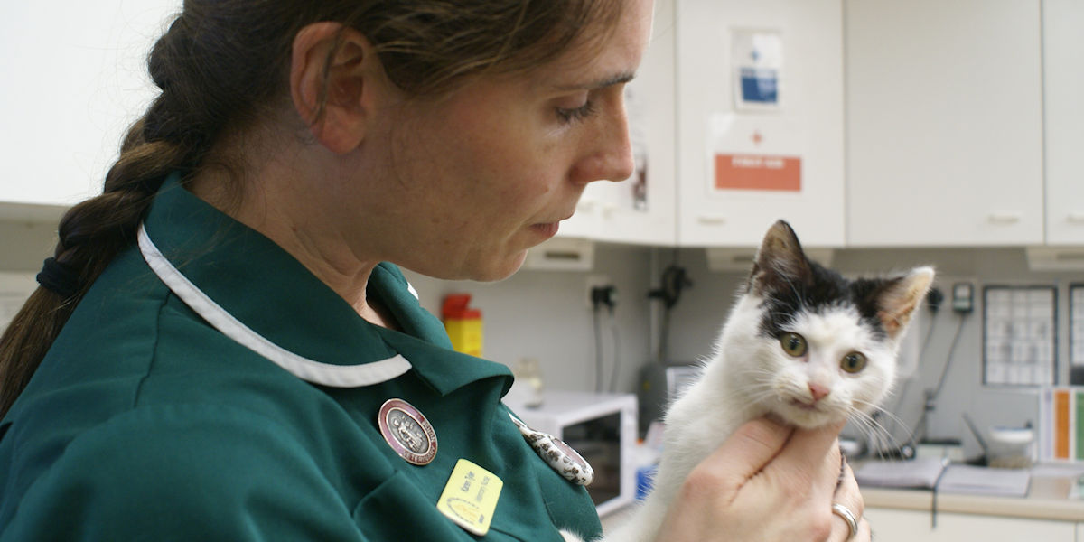 Norwood Vets Beverley caring for your pets