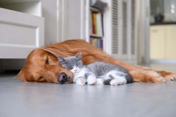 Cat and dog pet health plans available at Norwood Veterinary Group